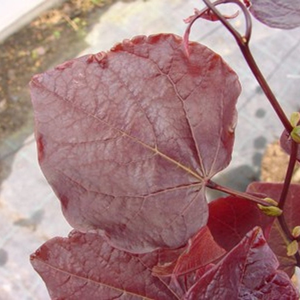 Judasträd – Cercis canadensis 'Forest Pansy' - C10 200-250 CM Feathered